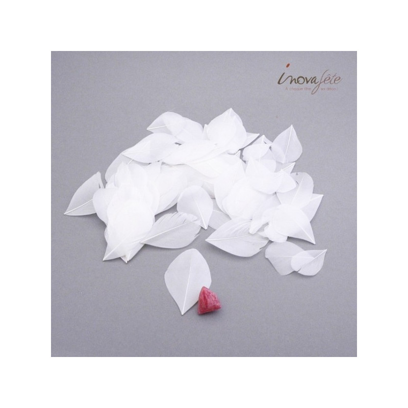 Plume blanche Plume blanche