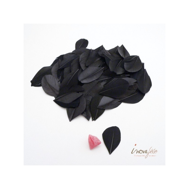 Plume noire Plume noire