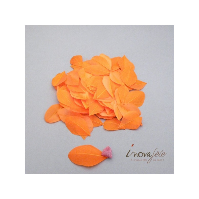 Plume orange Plume orange