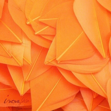 Plume plate orange - Label Fête