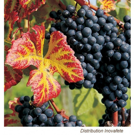 Lot De 6 Ronds De Serviette Dorés Avec Grappes De Raisin En Résine - Déco De Table élégante Et Originale