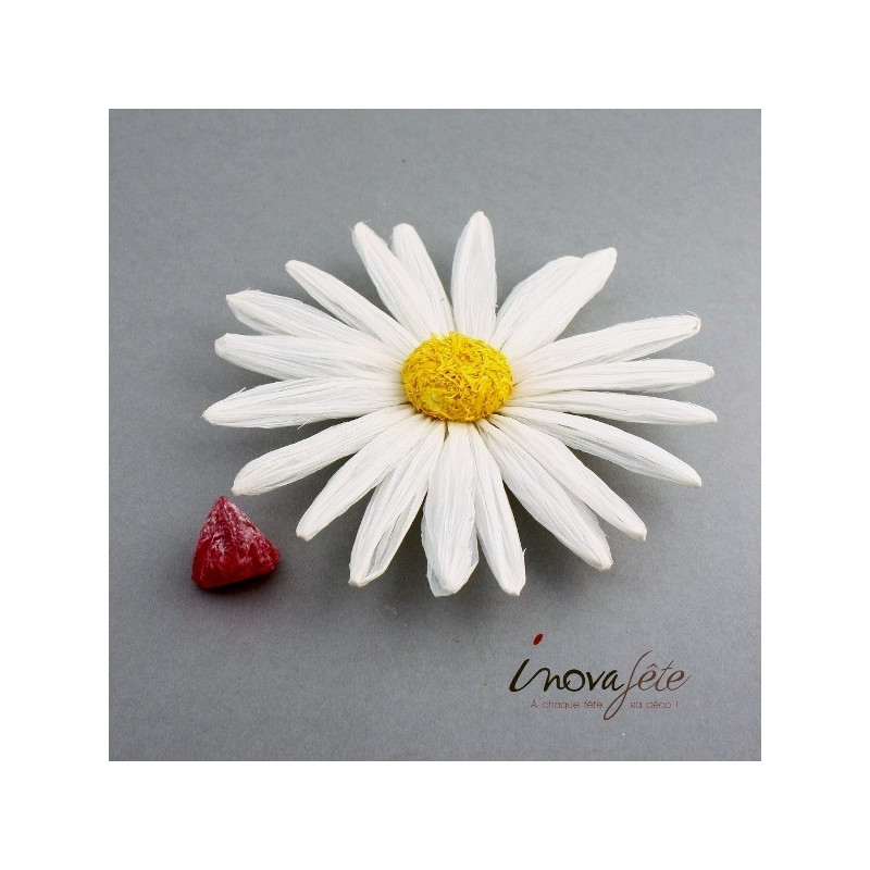 Marguerite blanche cur jaune, pour une belle décoration de table Marguerite blanche cur jaune, pour une belle décoration de table